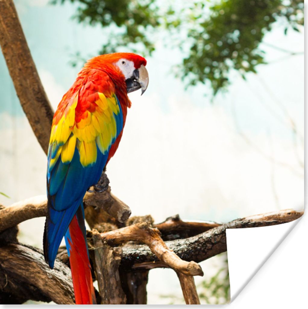 MuchoWow Poster Papagei - Vogel - Regenbogen - Tropisch 75x75 cm - Wand Dekoration