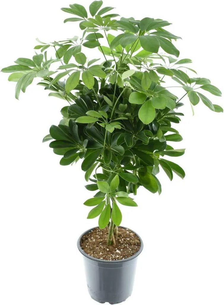 Plante verte Schefflera Nora Compacta - Arbuste décoratif de 75cm