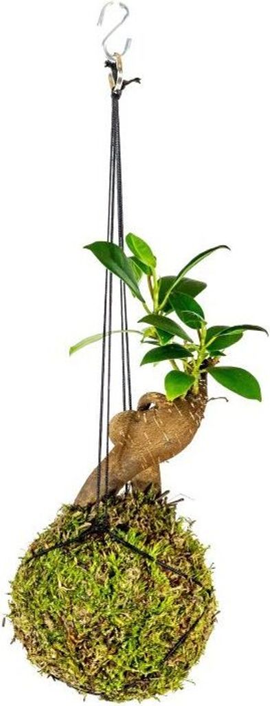 Gardners Kokedama Ficus Microcarpa ženšen (S) Obrázok produktu 