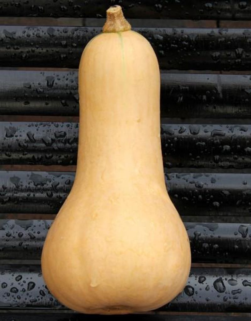 Butternut Moschuskürbis - 10 Samen Produktbild 