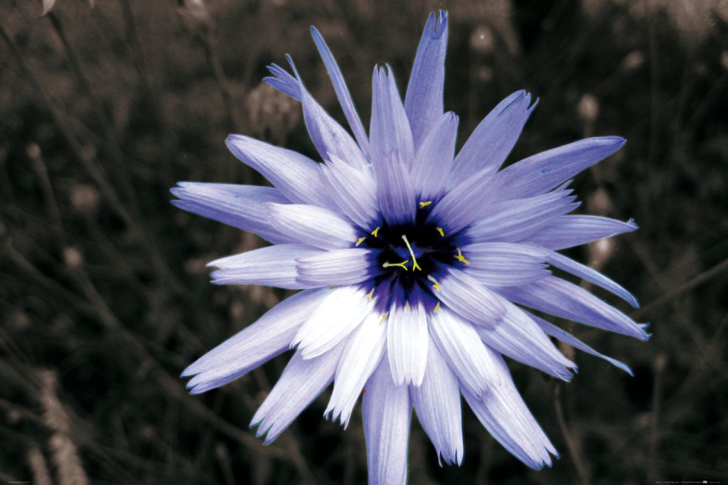 Blumen Kunstdruck Bild - Blütenzauber, Hellblaue Zichorie (80 x 120 cm)