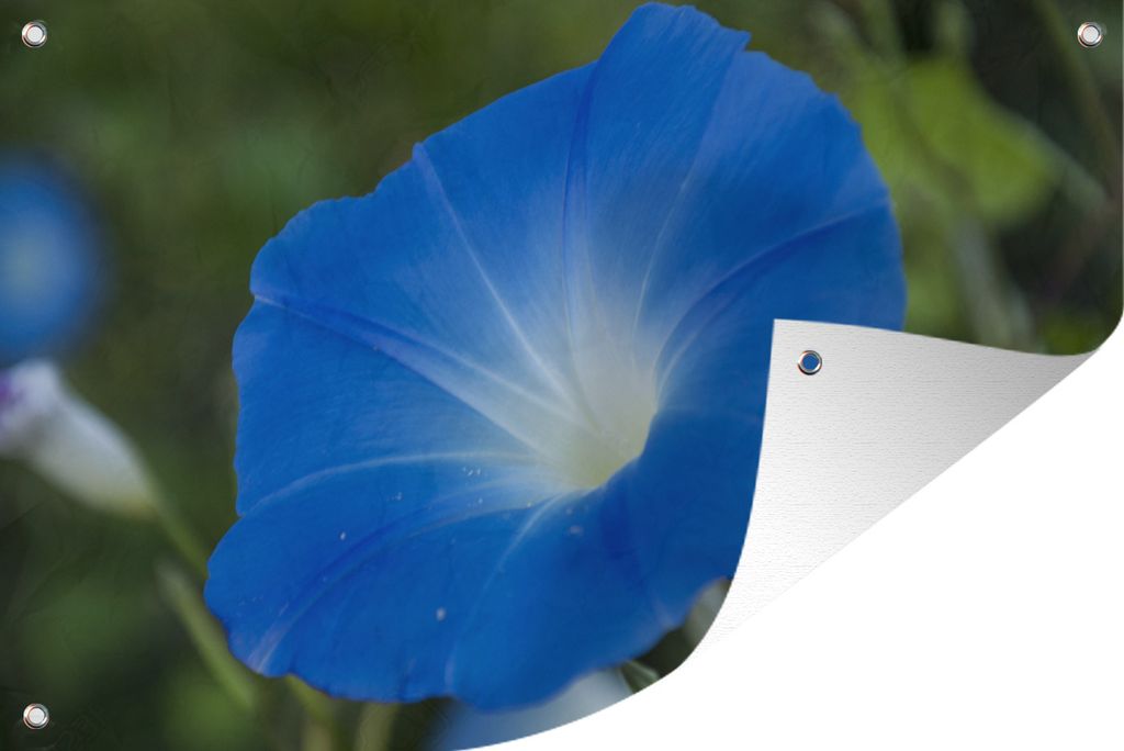 MuchoWow 90x60 cm Outdoor-Poster Gartendeko Sichtschutz Garten Poster für den Garten Blaue Orchidee vor verblasstem Hintergrund