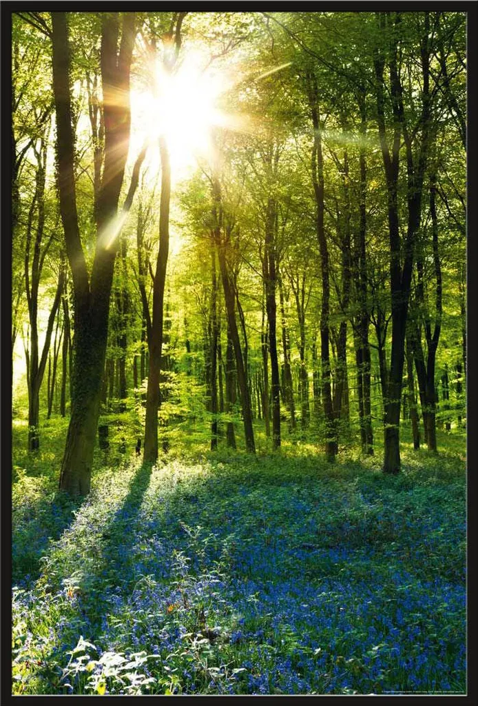 Tableau Forêt Sunrise Bluebell Wood avec Cadre à Insert Noir et Vitre