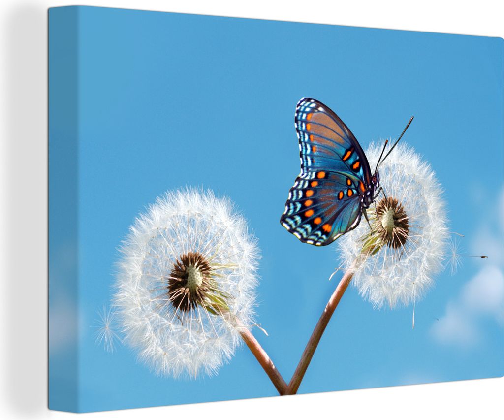OneMillionCanvasses - Leinwandbilder - 140x90 cm, Nahaufnahme blauer Schmetterling auf einem Löwenzahn, Wandbilder Kunstdruck Wanddekoration
