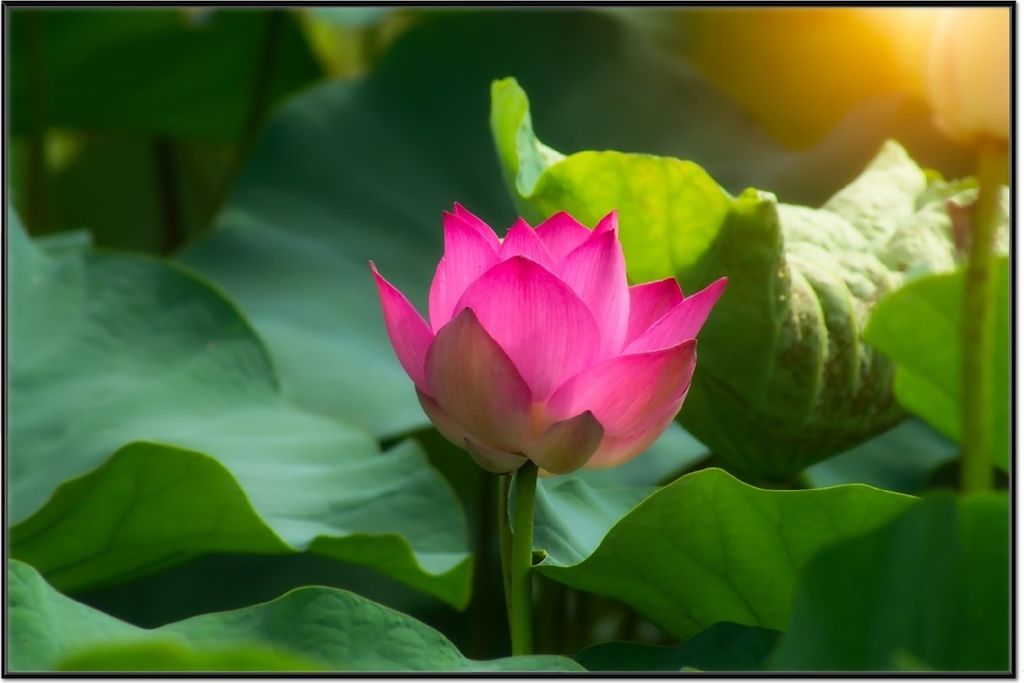 Wallario Wandbild Pinke Lotosblüte im Sonnenschein, Größe: 61 x 91,50 cm, Poster mit schwarzem Aluminiumrahmen