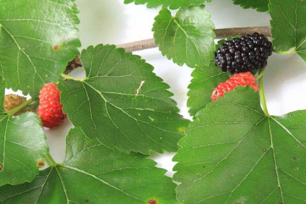 Maulbeere, schwarze - 20 Samen Produktbild 