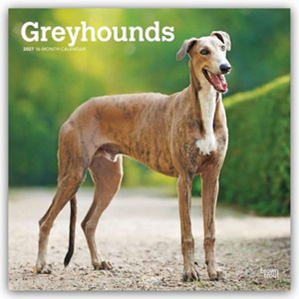 Greyhounds - Windhunde 2027 - 16-Monatskalender Produktbild 