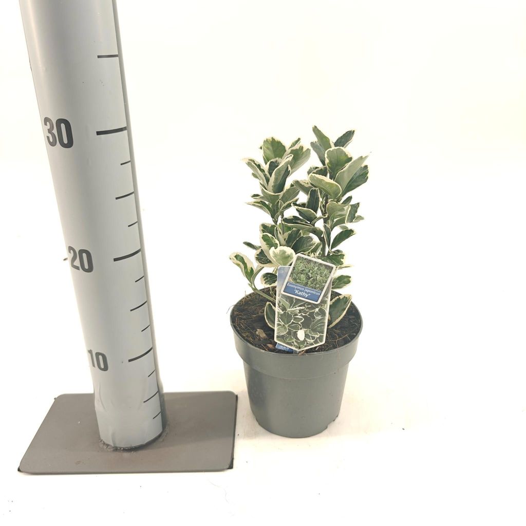 Euonymus jap. 'Kathy' - Spindelstrauch | 15-20 cm im Topf