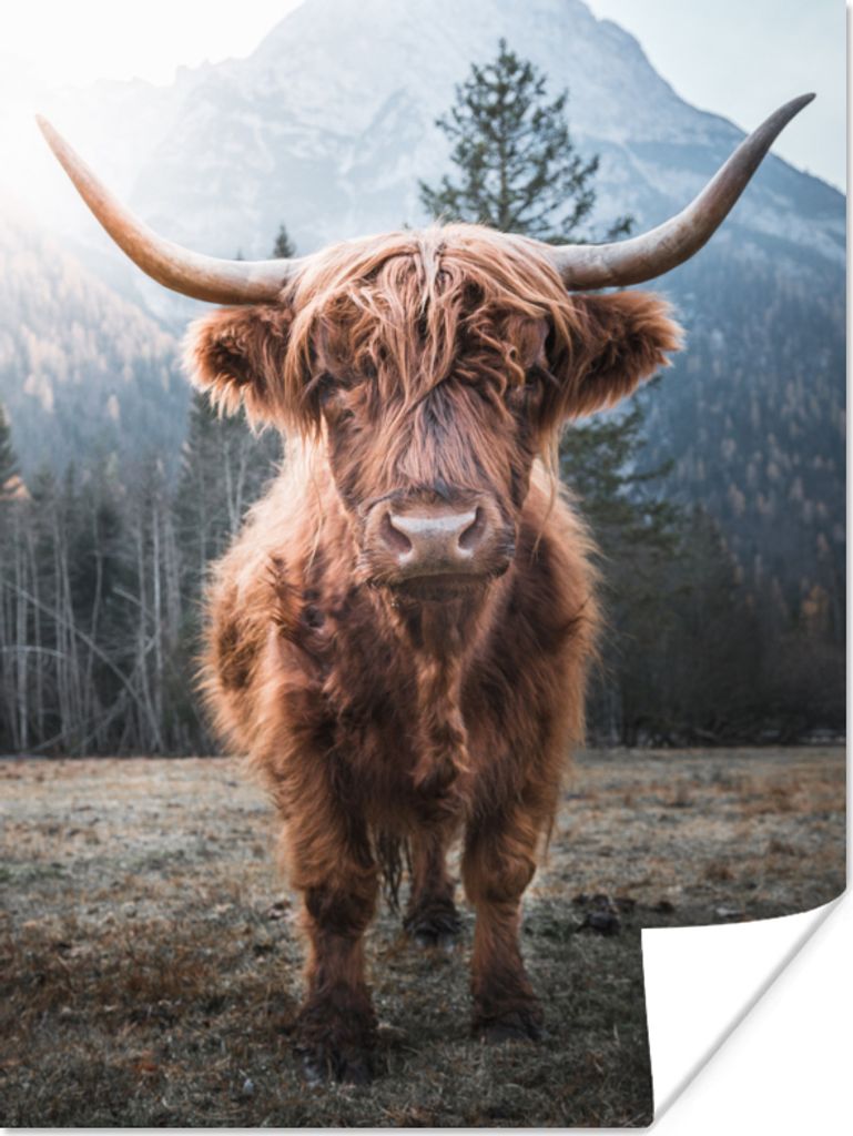 MuchoWow Poster Schottischer Hochländer - Kuh - Tiere - Berg - Natur 120x160 cm - Wandbilder