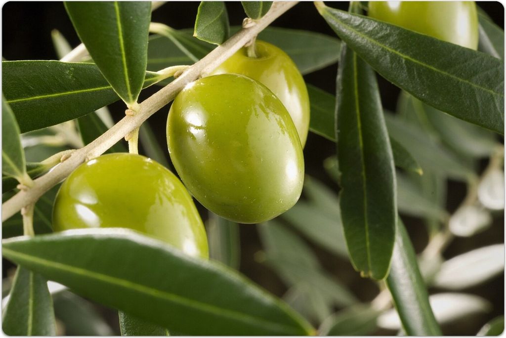 Küchenmatte 100x150 cm Vinylmatte Bodenmatte Dekoration -Oliven Motive