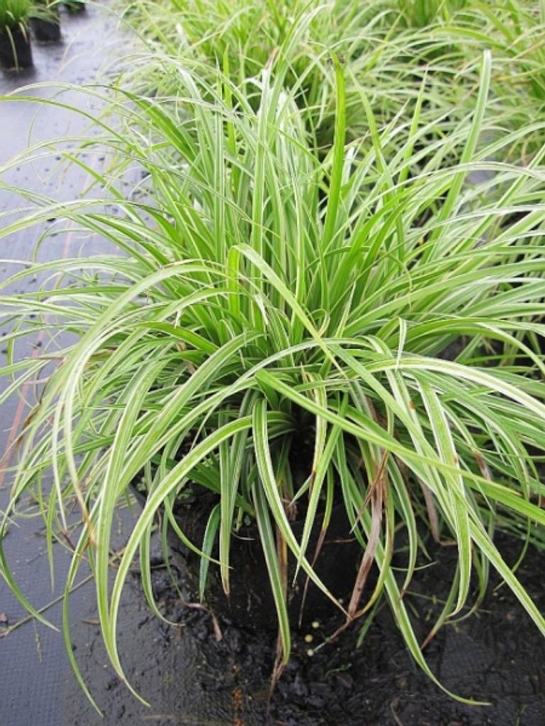 Carex morrowii Ice Dance - Weißrandige Segge - Japanische Teppichsegge