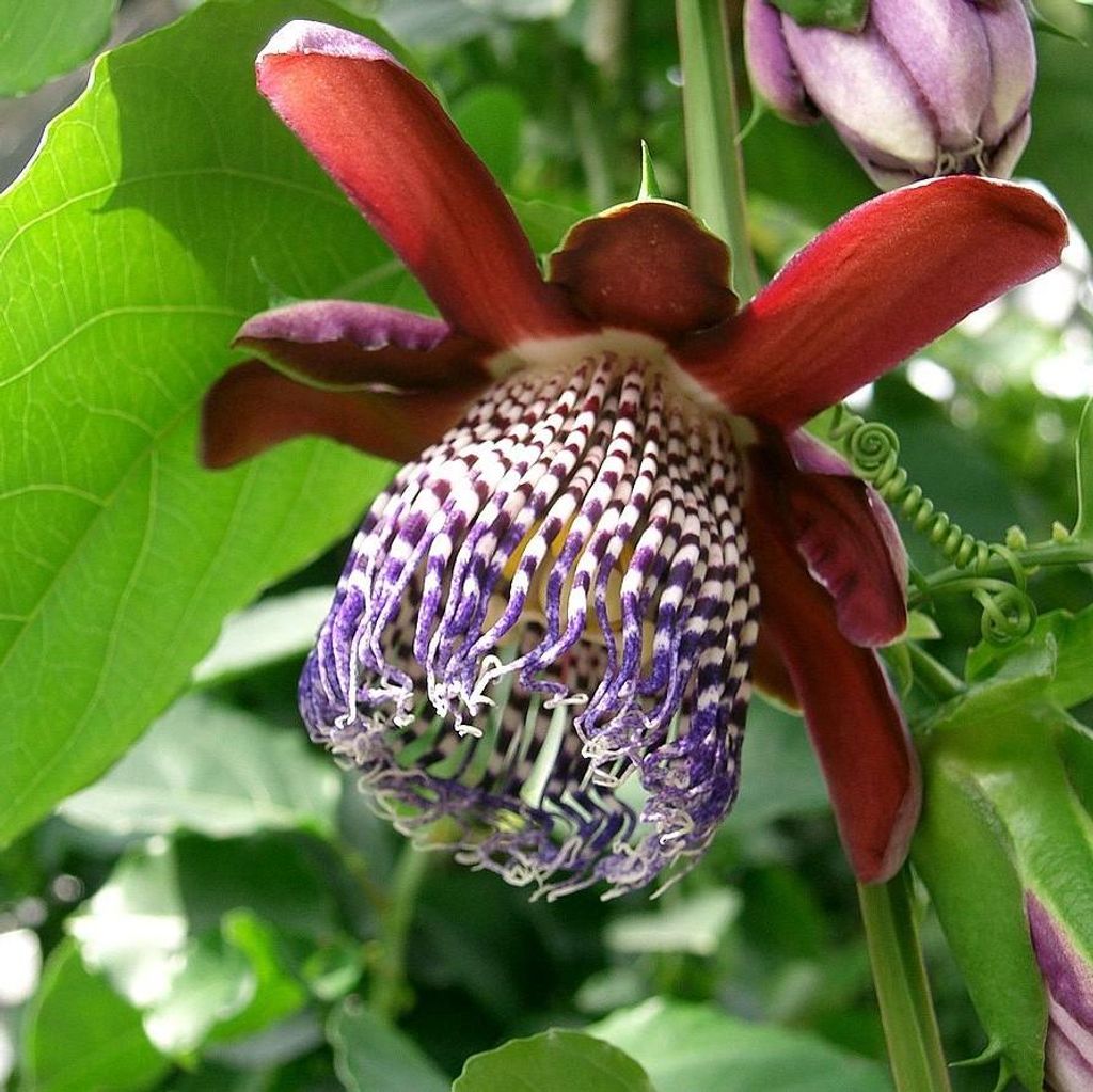 Passiflora alata (Passiflora alata)  - 5 semi Immagine del prodotto 