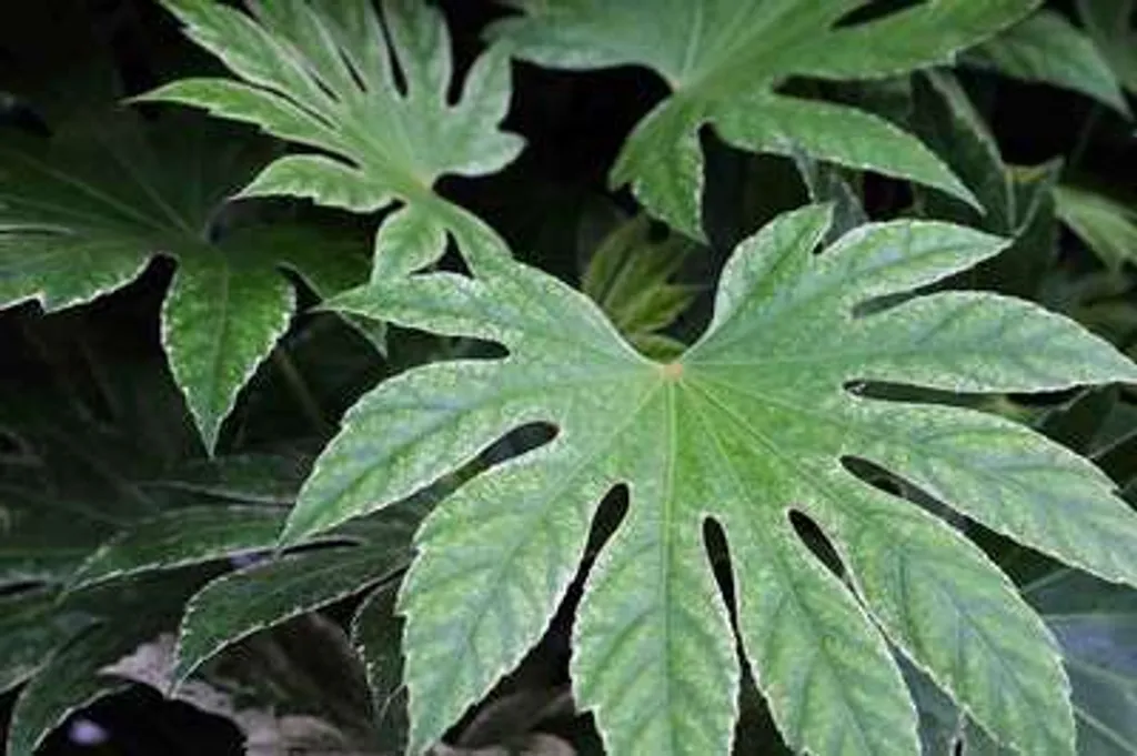 Plante verte d'intérieur Fatsia Spider's Web - Aralie du Japon 40 cm