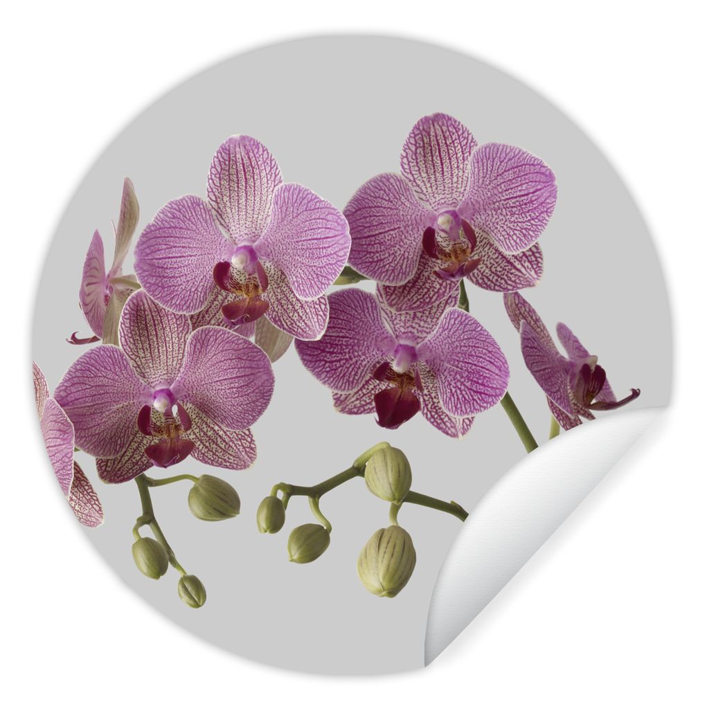 MuchoWow Runde Wandtattoo - Wandsticker Tapete Aufkleber Orchideen auf grauem Hintergrund Ø 100 cm Selbstklebend und Repositionierbar - Wandaufk...