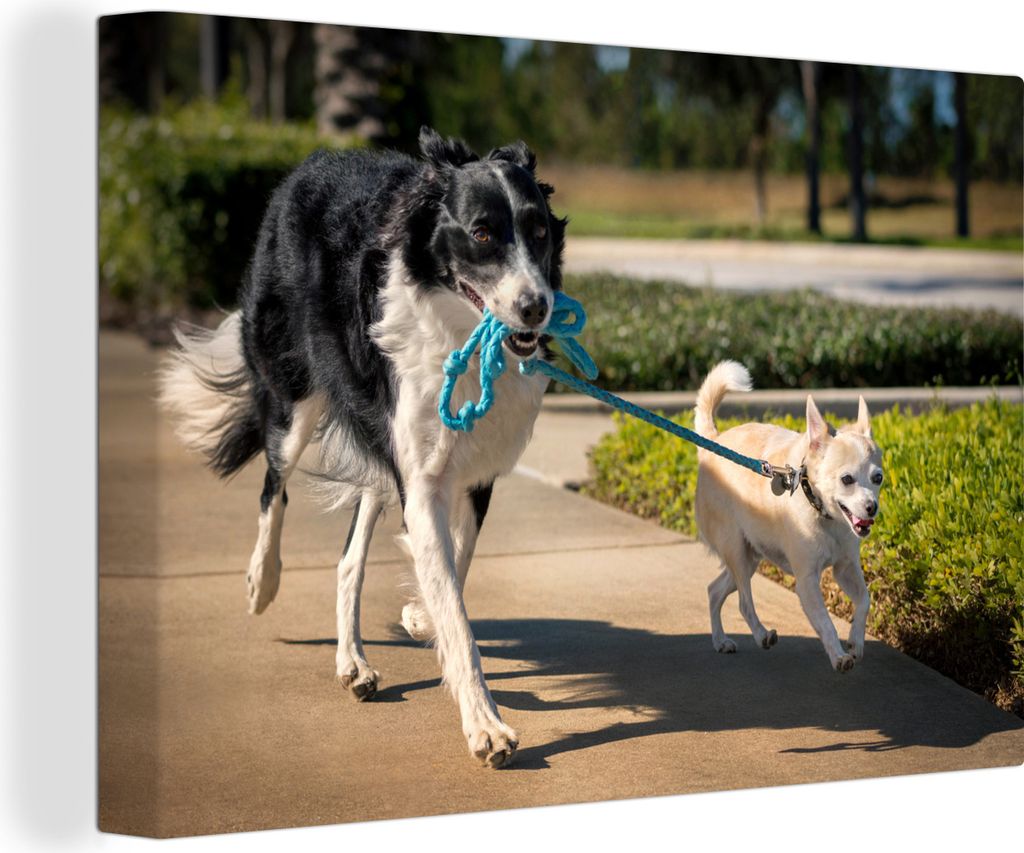 OneMillionCanvasses - Leinwandbilder - 140x90 cm, Hund - Seil - Park, Wandbilder Kunstdruck Wanddekoration