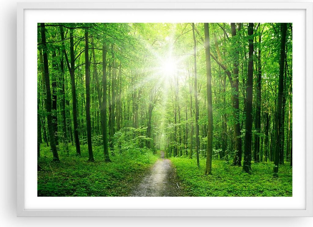 Gerahmtes Poster - Weißer Rahmen - Sonnenstrahlen Wald Sommer - 70x50 cm - Wand Bild - Wanddeko - Wandbilder - Wandposter - Bilderrahmen - Bilder ...