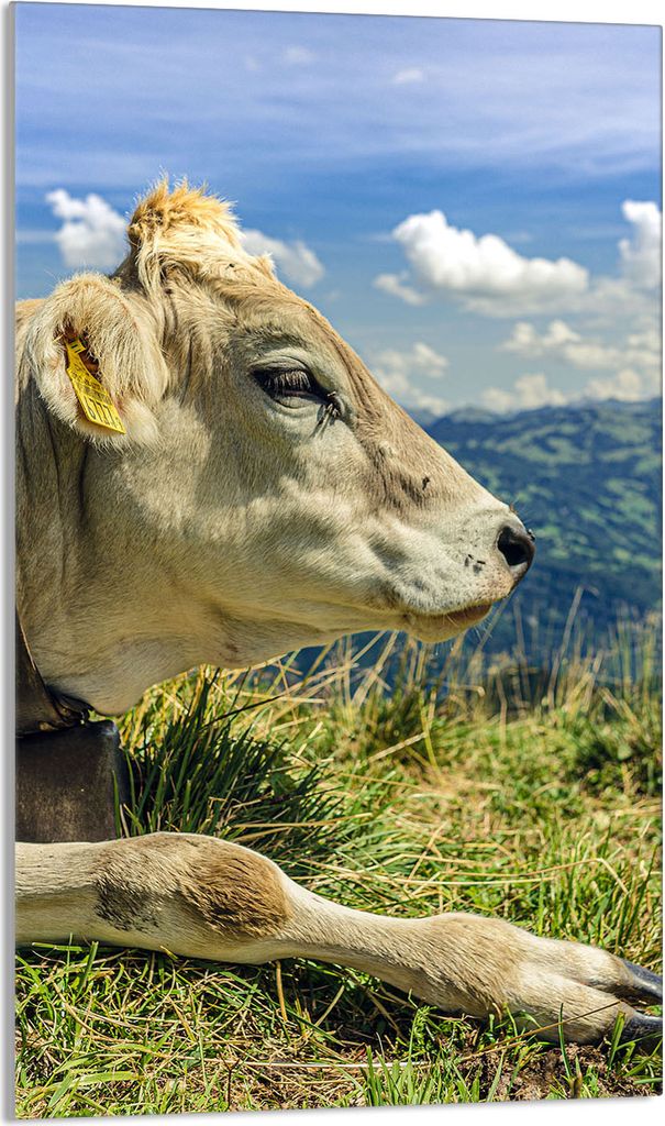 Herdabdeckplatte 30x52 Glaskeramikkochfeld Abdeckung Spritzschutz Glasplatte Deko Schneidebrett, Kuh Berge