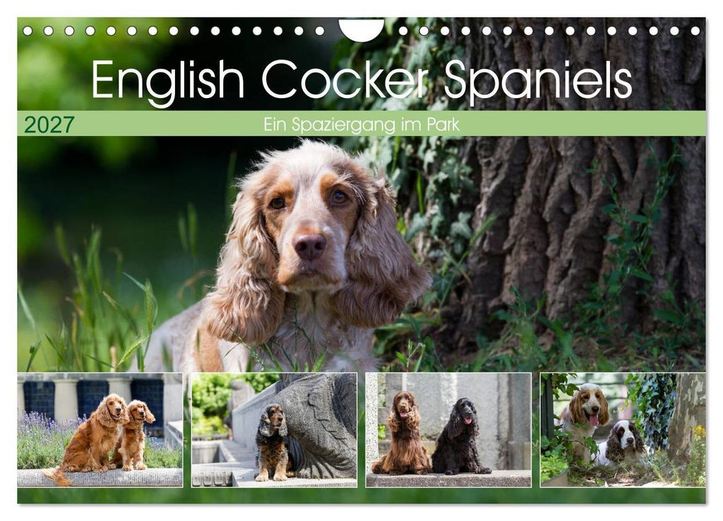 English Cocker Spaniels - Ein Spaziergang im Park (Wandkalender 2027 DIN A4 quer), CALVENDO Monatskalender