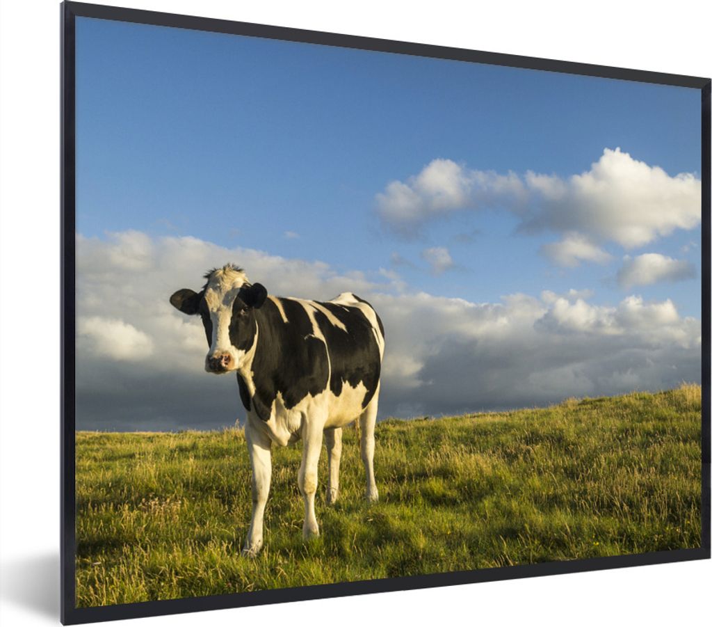 MuchoWow Gerahmtes Poster Kuh - Schwarz - Weiß - Gras 80x60 cm - Poster mit Schwarzem Bilderrahmen Wandposter Rahmen Foto Bilder - Schwarzem - M...
