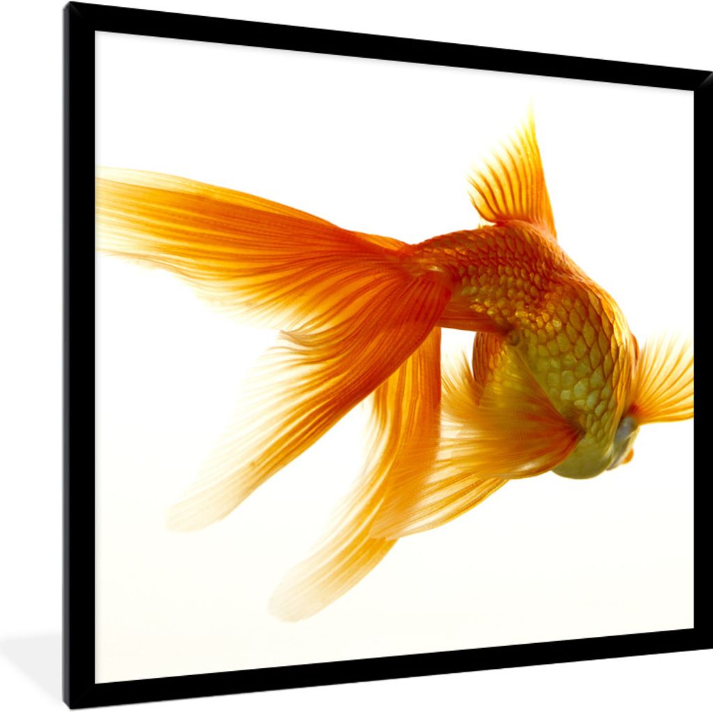 MuchoWow Gerahmtes Poster Goldfisch - Meerestiere - Weiß 40x40 cm - Poster mit Schwarzem Bilderrahmen Wandposter Rahmen Foto Bilder - Mit Rahmen...