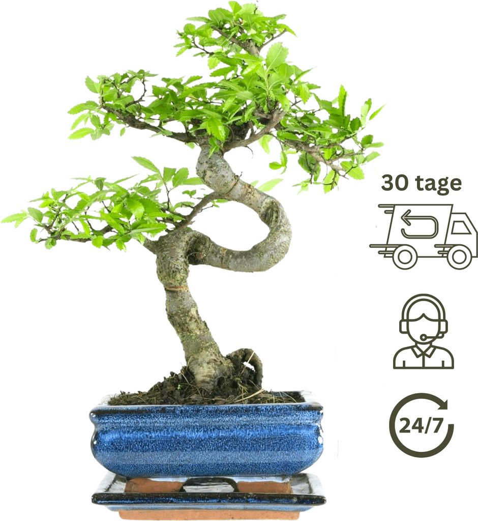 Bonsai Baum 6-9 Jahre (15 cm Schale)