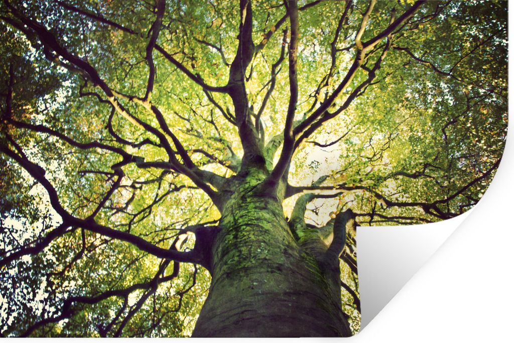 MuchoWow - Selbstklebend - Fototapeten