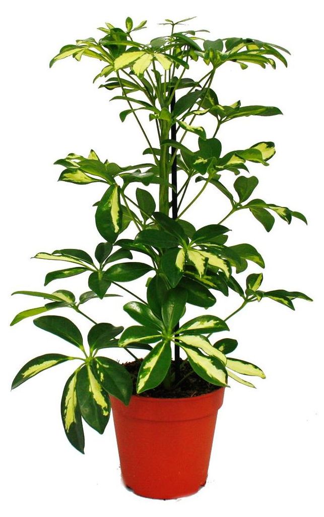 Exotenherz – Ray Aralia – Schefflera – Weiße Blätter – 1 Produktbild 