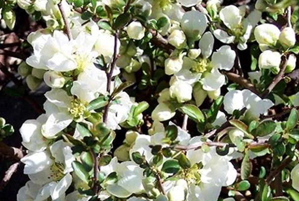 Chaenomeles Jet Trail blanc arbuste florifère et rustique 30-40 cm - 2