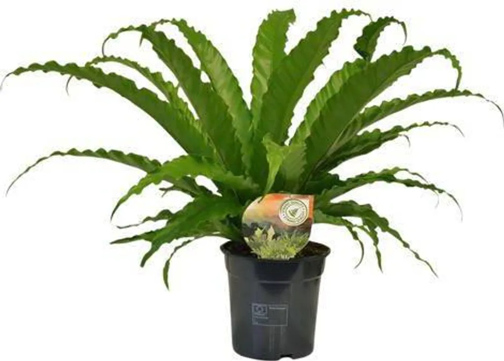 Plante verte Fougère Asplenium Osaka de 40cm pour décoration maison