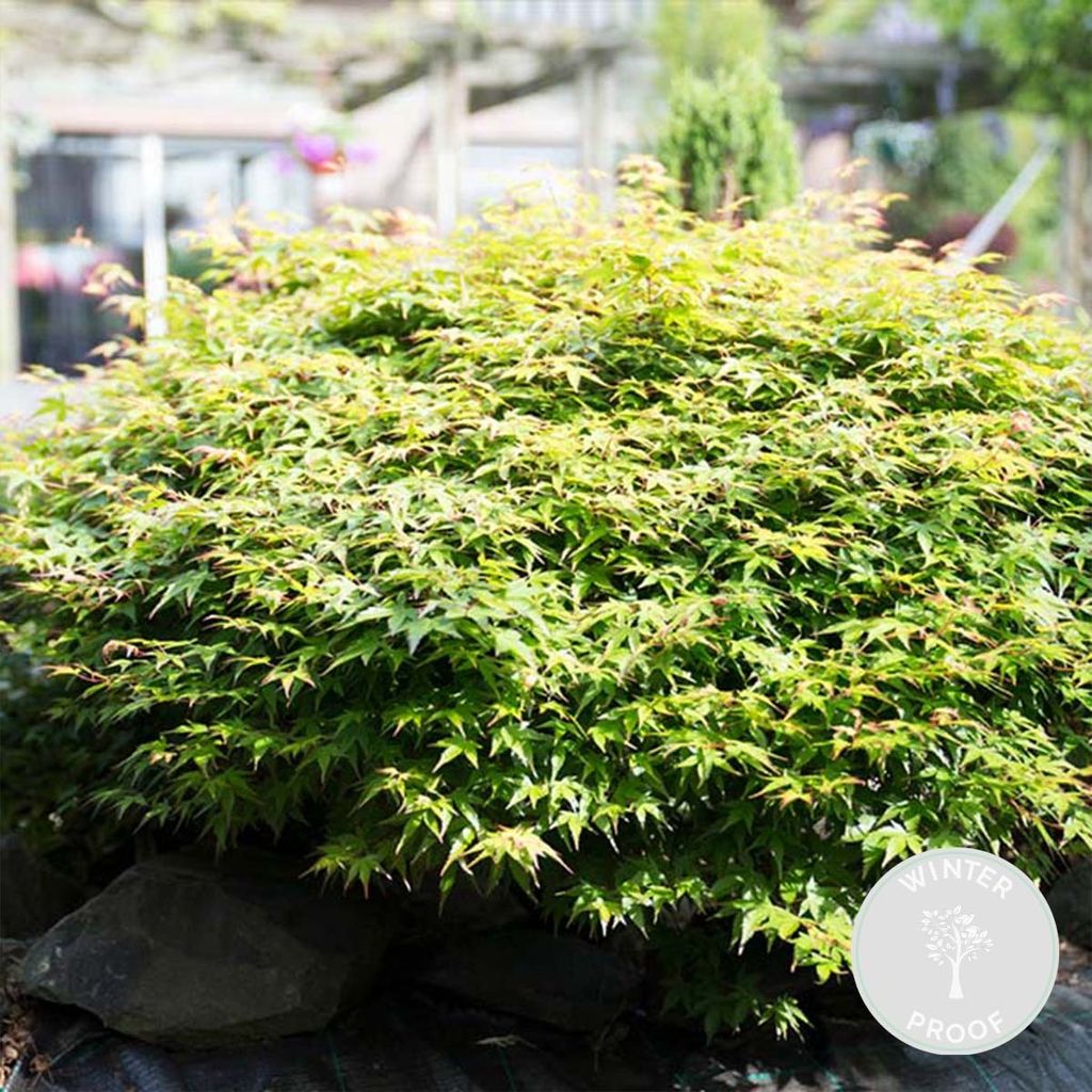 Acer palmatum \'Little Princess\' – Japanischer Ahorn – Produktbild 