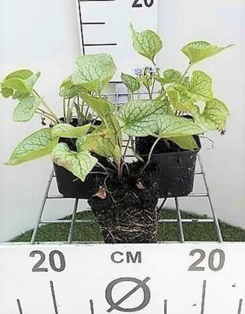 Brunnera Jack Frost Feuillage Argenté - 6 Myosotis du Caucase 9cm