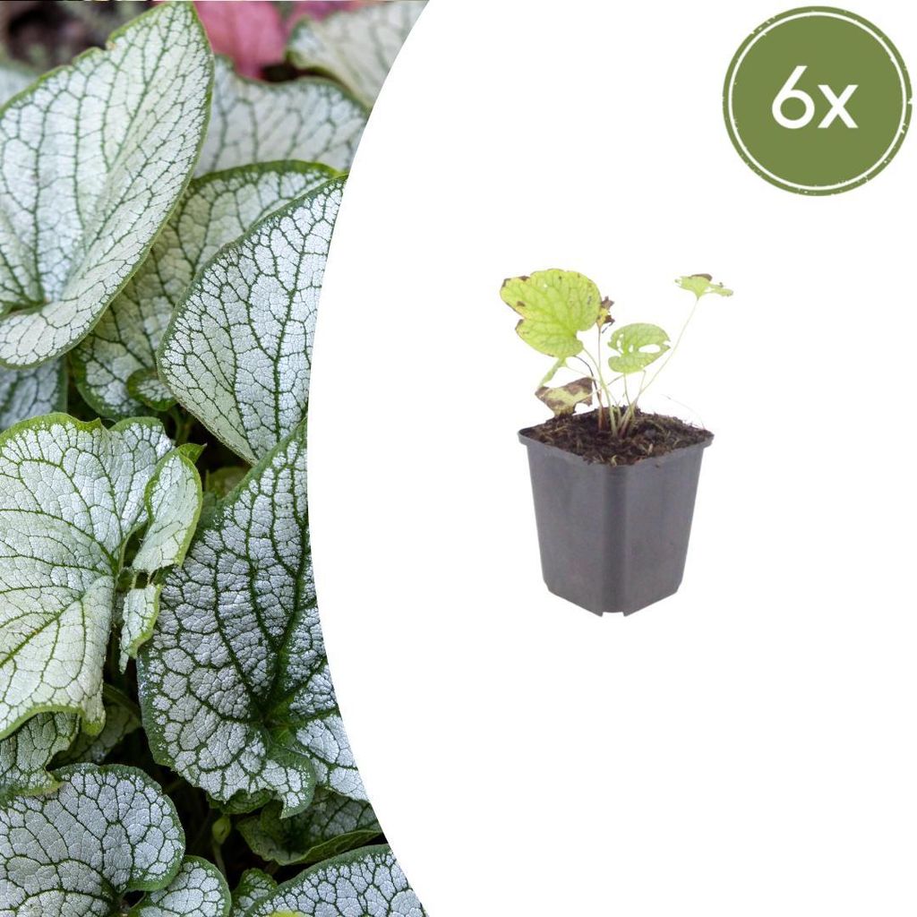 Brunnera macr. 'Jack Frost' | 6 sztuk - 10-25cm - Ø9cm - Zdjęcie produktu 