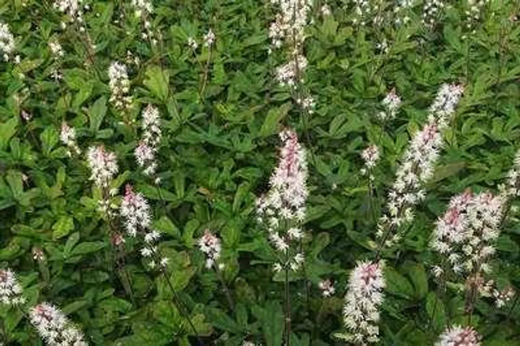 6 Tiarella Spring Symphony : Fleurir enfin vos coins d'ombre 9cm