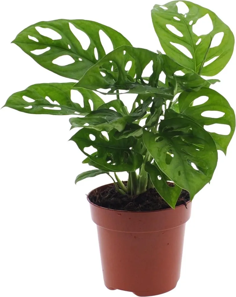 Plante d'intérieur Monstera Adansonii 30 cm au feuillage décoratif