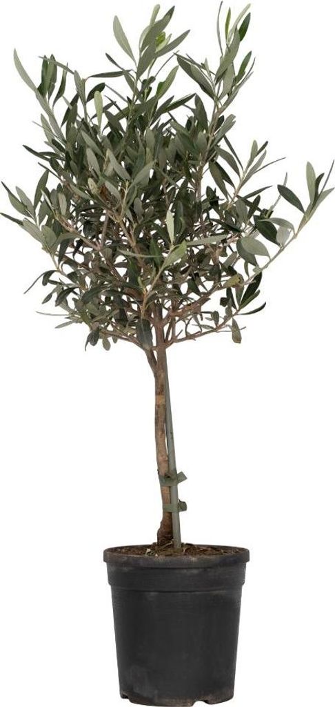 A potted olive tree against a white background.
