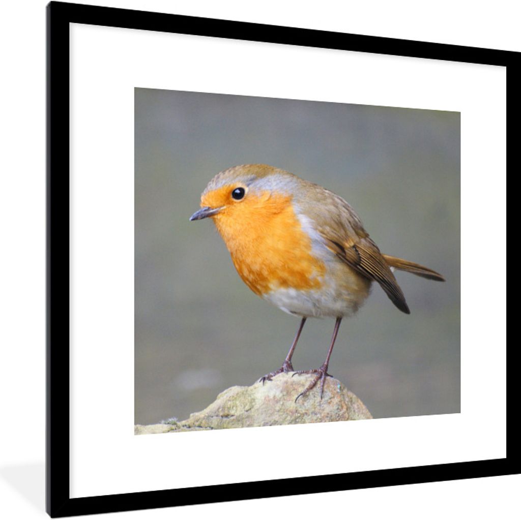 MuchoWow Gerahmtes Poster Vogel - Rotkehlchen - Felsen 40x40 cm - Poster mit Schwarzem Bilderrahmen Wandposter Rahmen Foto Bilder - Poster - Plak...