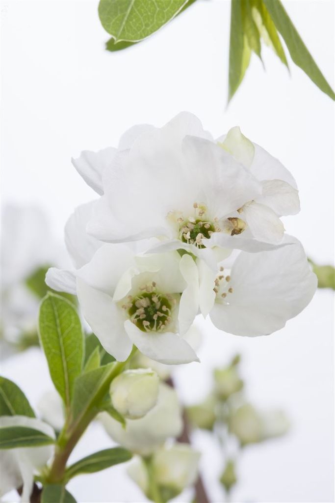 Exochorda racemosa 'Niagara', Perlenstrauch, weiß, 40–60 cm
