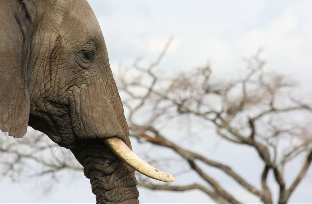 hansepuzzle 75472 - Elefant Puzzle, 500 Teile, Tierwelt, 46,0 x 30,0cm mit hochwertiger Aufbewahrung, Kartonbox und wiederverschließbarem Beutel