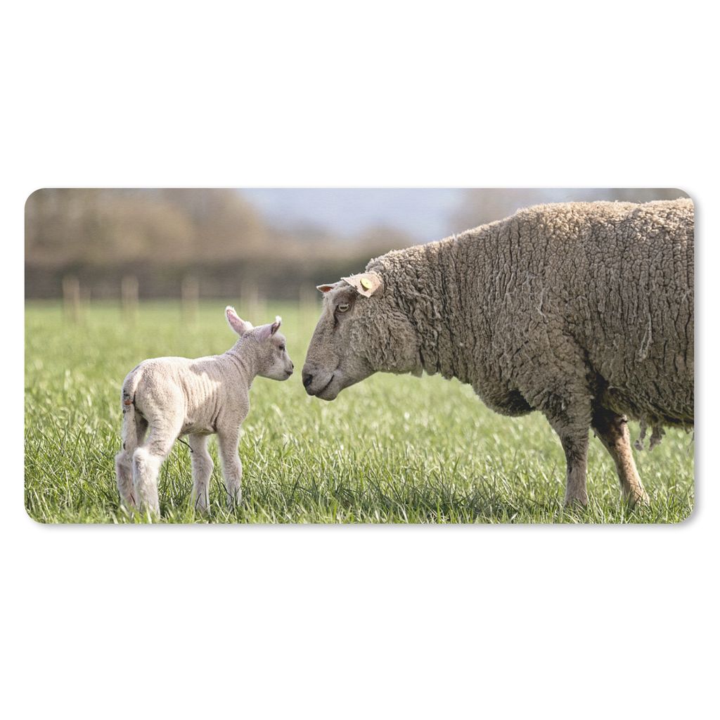 MuchoWow Schreibtischunterlage Schafe - Gras - Lamm 80x40 cm - XXL Mauspad - Gaming Mauspad