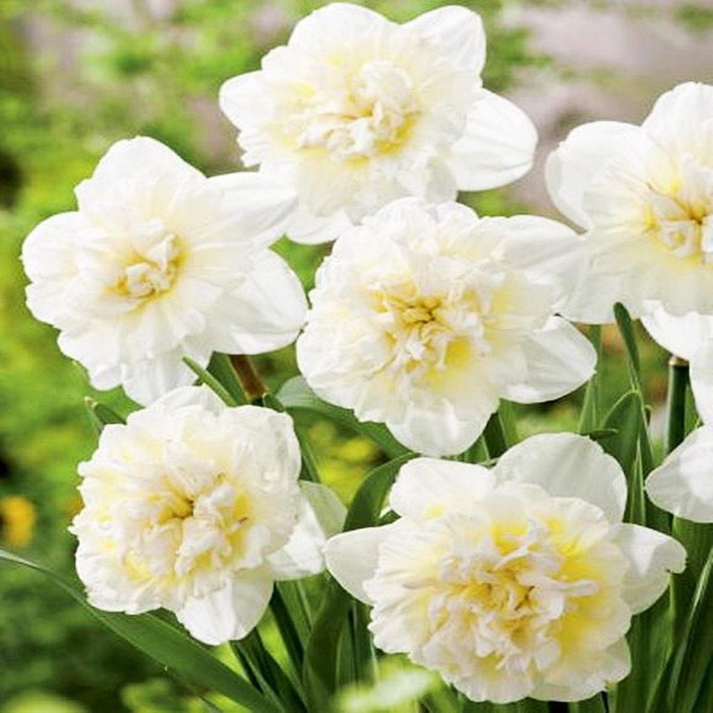 Narcisky, bílé, 1 kg. Cibule narcisů, květinové Obrázek produktu 