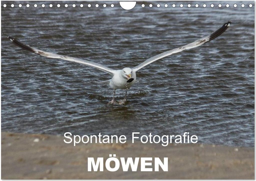 Spontane Fotografie - Möwen (Wandkalender 2026 DIN A4 quer), CALVENDO Monatskalender