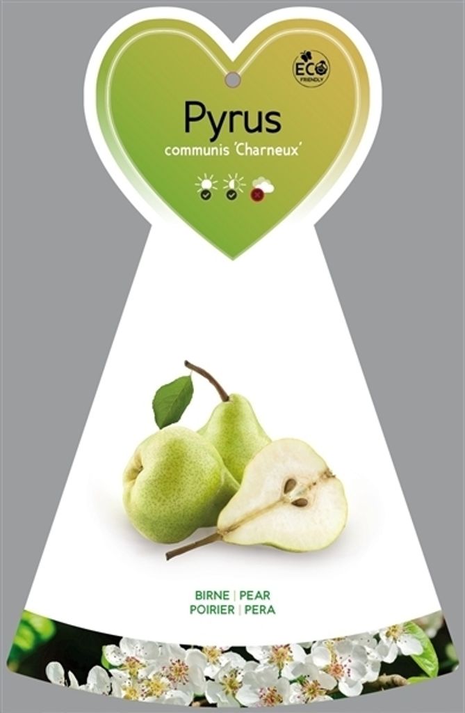 Pyrus communis 'Délicieuse de Charneux' / Légipont 100-120 Image du produit 
