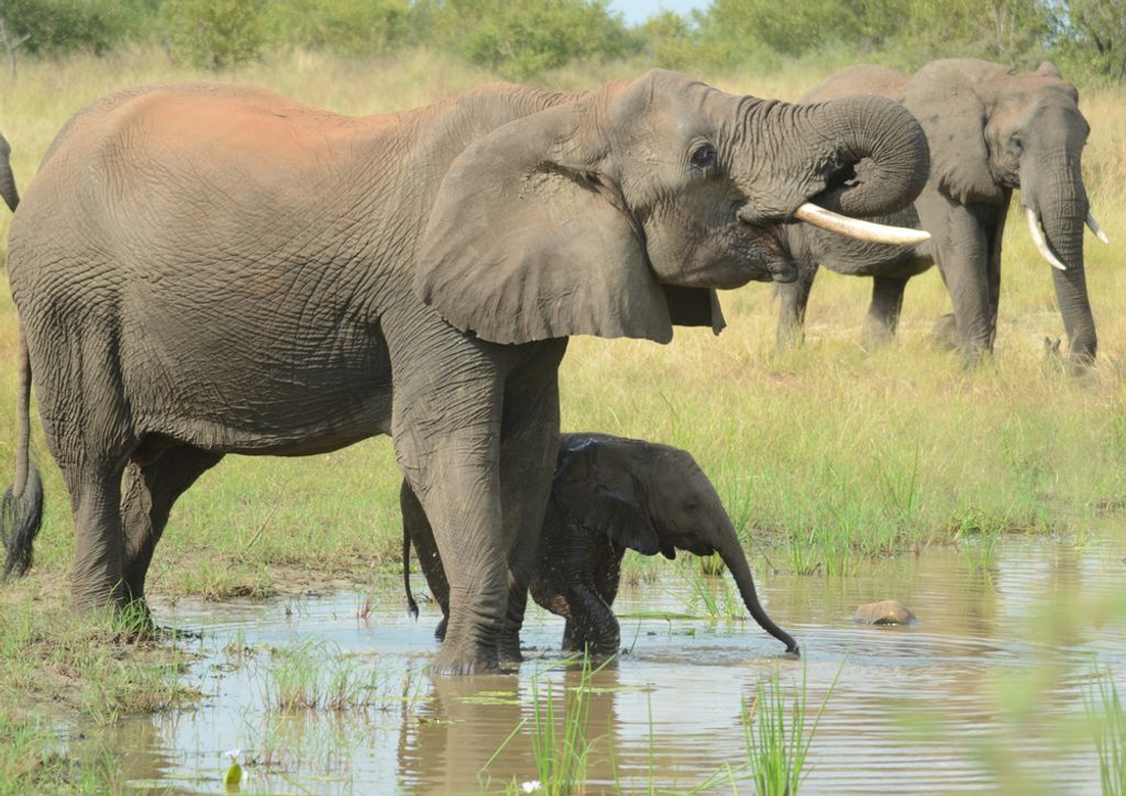 hansepuzzle 84591 - Elefanten Puzzle, 260 Teile, Natur, 41,0 x 28,0cm mit hochwertiger Aufbewahrung, Kartonbox und wiederverschließbarem Beutel