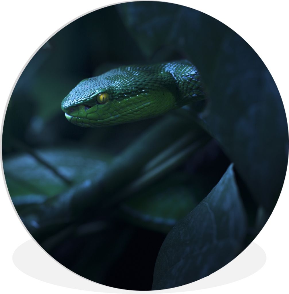 MuchoWow Rundes Wandbild - Runde Bilder Schlange - Makro - Holz Ø 30 cm Kreis Wanddekoration Kunststoff - Wandkreis - Wandschmuck - Schlafzimmer...