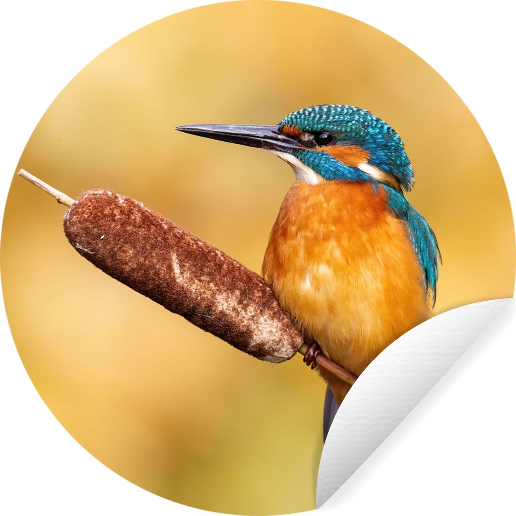 MuchoWow Runde Wandtattoo - Wandsticker Tapete Aufkleber Eisvogel - Natur - Vogel Ø 50 cm Selbstklebend und Repositionierbar - Wandaufkleber - K...