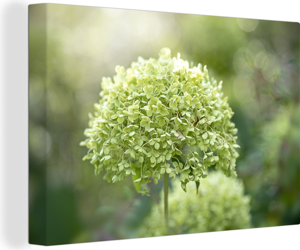 MuchoWow - Leinwandbilder - Grüne Hortensie auf verblasstem Hintergrund, Wandbild, Wanddeko Bilder Wohnzimmer, 60x40 cm