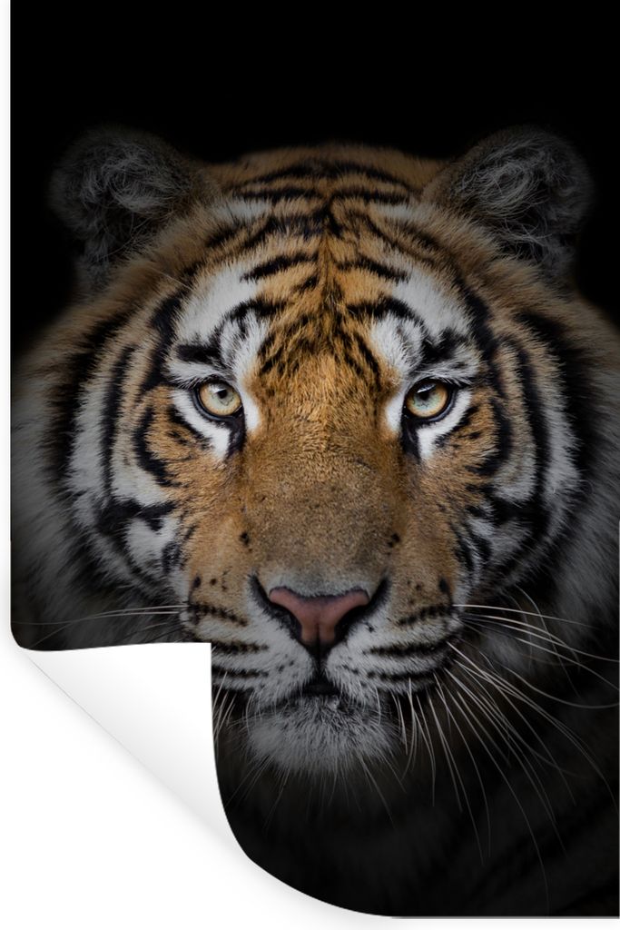 MuchoWow Wandtattoo Wandsticker Wandaufkleber Tiger - Wildtiere - Porträt - Schwarz - Tiere 80x120 cm Selbstklebend und Repositionierbar - Repos...