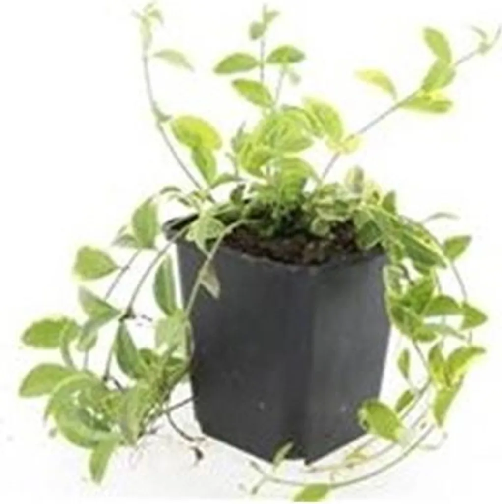 Plante couvre-sol Vinca minor Aureovariegata - Lot de 20 pieds en pot