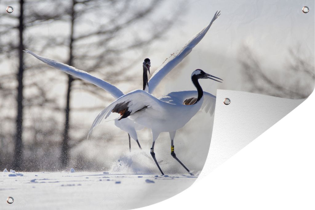 MuchoWow 120x80 cm Outdoor-Poster Gartendeko Sichtschutz Garten Poster für den Garten Zwei spielende chinesische Kraniche