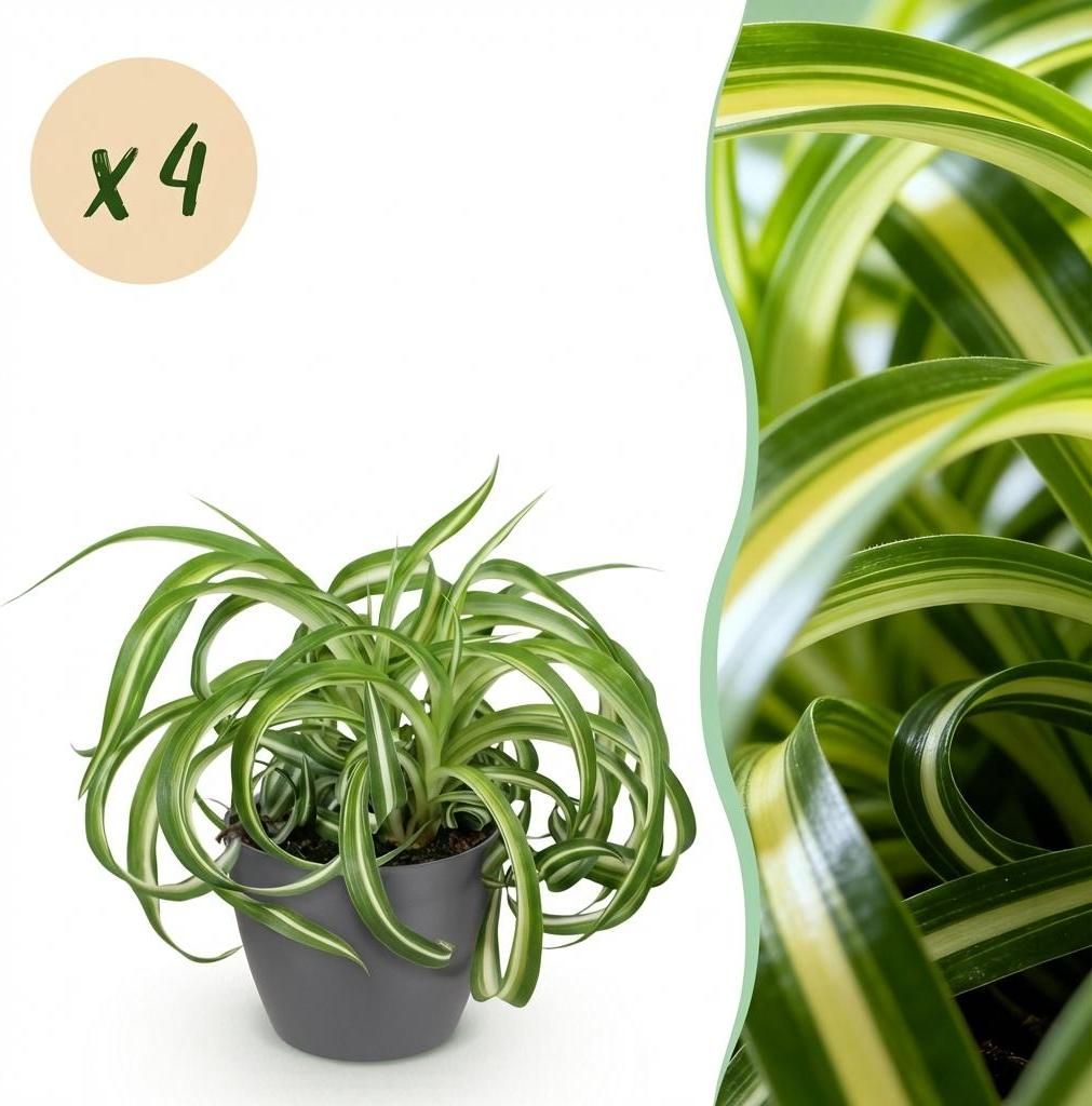 Green boutiQ - Zimmerpflanze - Chlorophytum comosum Bonnie - Lockige Graslilie - Haustierfreundliche Pflanze - Grün - 4 Pflanzen - mit Potter Grau...